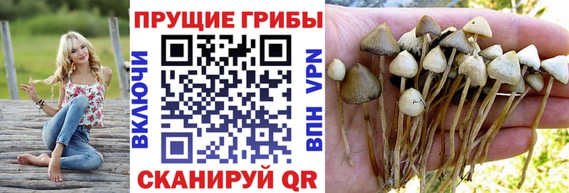 купить наркоту площадка какой сайт Псилоцибиновые грибы Psilocybine cubensis Великий Устюг
